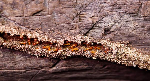 termites on wood