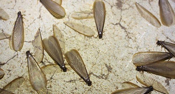 close up of termite swarmers