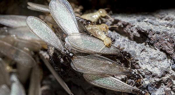 termite swarmers on a rock