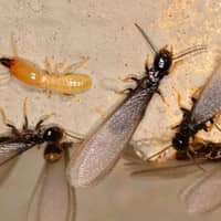 swarming termites