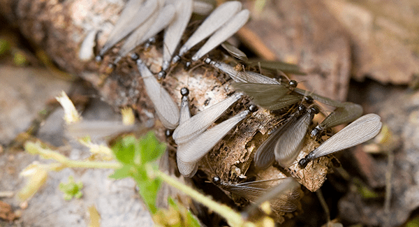 swarming termites up close