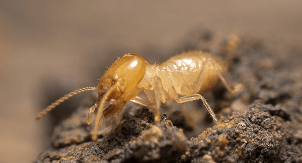 termite up close