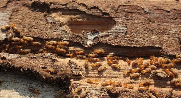 a large colony of termites infesting a worchester massachusettes home during winter season