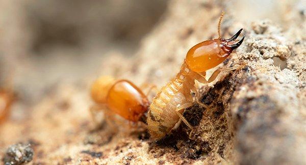 big leaf maple wood termites