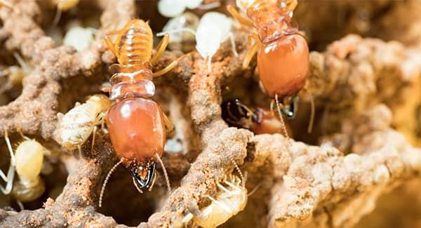 termite colony up close