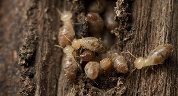 termites eating wood in a worcester home