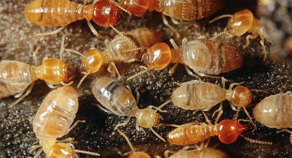 termite colony in new england home