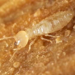 termite in a rhode island home