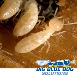 Termite Infestation In Worcester