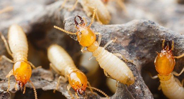 termite infesting a home