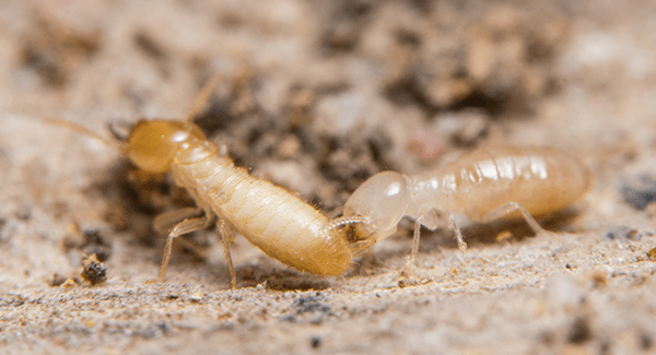 two termites up close