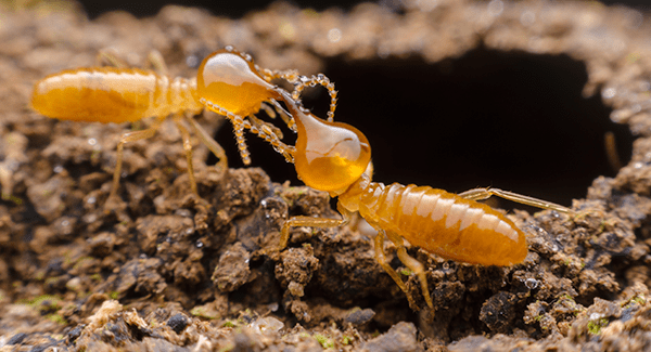 termites near rhode island home