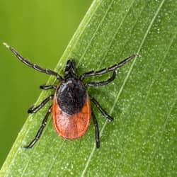 tick on blade of grass