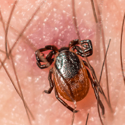 engorged tick