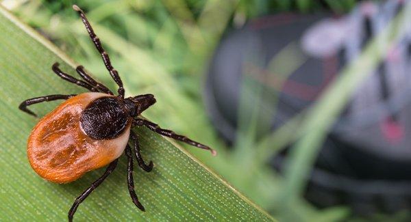 a tick on a leaf about to jump on a hiker