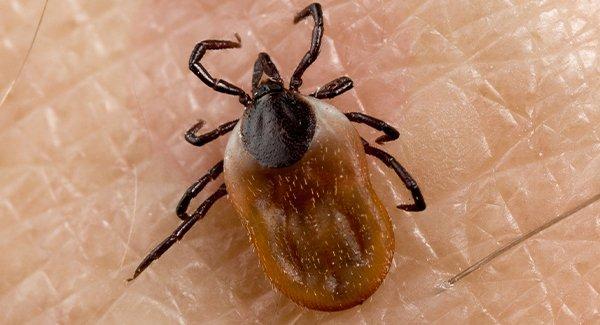 tick biting a human hand