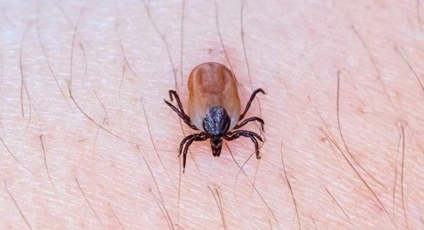 tick biting skin