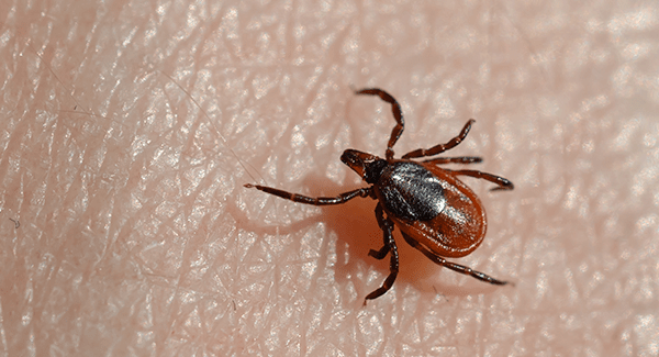 tick crawling on maine resident