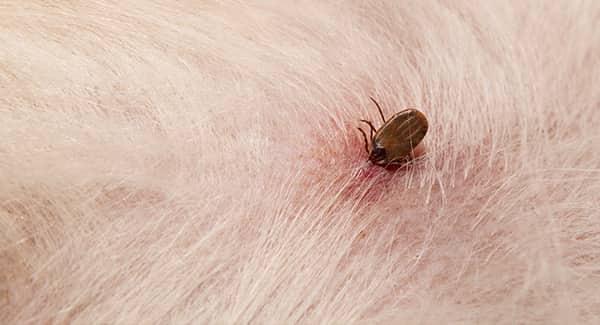 a disease carryig tick fully embedded its head into a southern portland pet