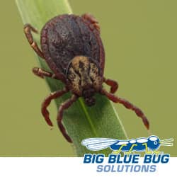 tick on grass in rhode island