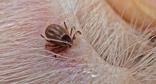 Tick Talk: Effective Prevention And Control Strategies For Your Maine ...