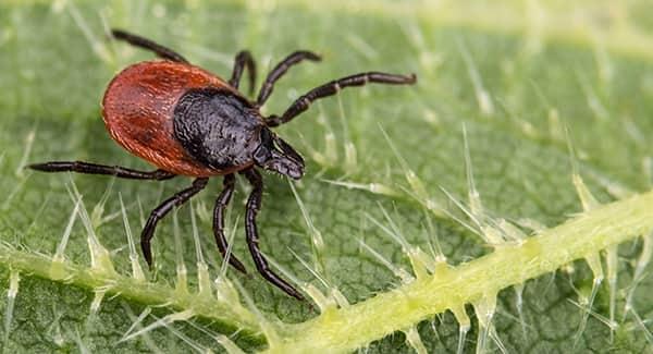 a black legged tick crawlong along a vibrant geen leaf while it is ready t pounce on its next host that passes