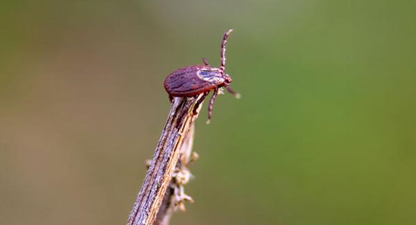 tick on tip of stick