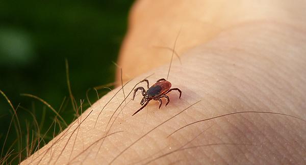 tick on arm