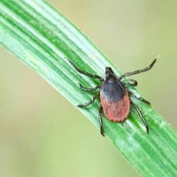 tick found on grass