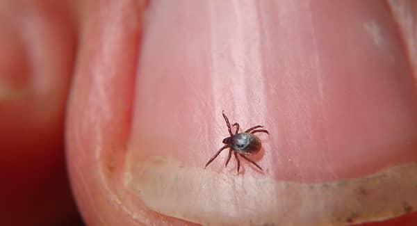 tick on a finger in maine