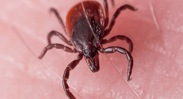 tick up close on skin