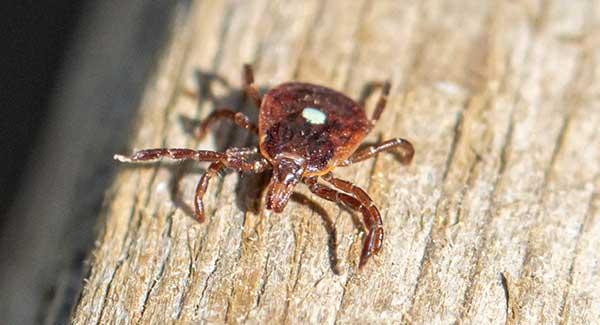 tick on wood