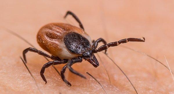 a tick on human skin