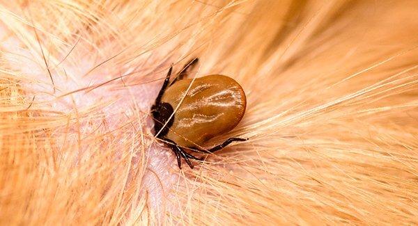 tick engorged in dog