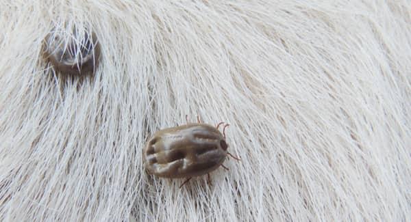 two engorged ticks embedded in a long haired dog that belongs to a southern portland family