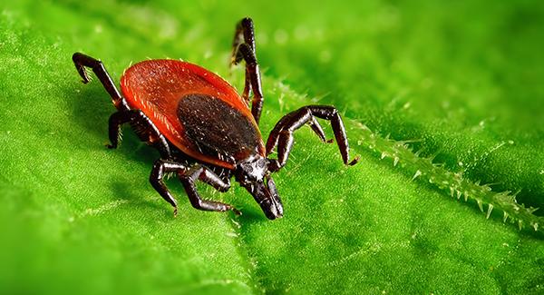 a tick crawling on a green leaf