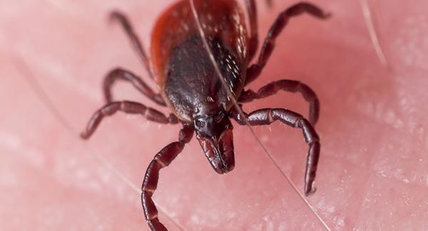 a tick crawling on human skin