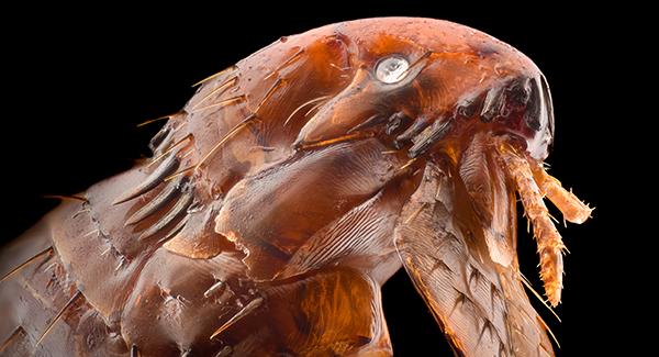 up close flea