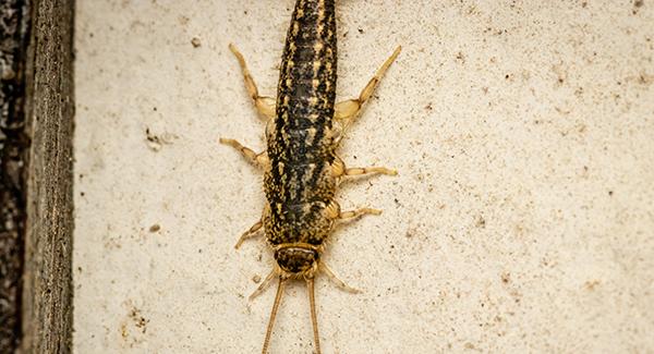 Are There Problems Associated With Silverfish In South Portland?