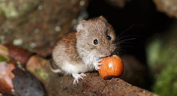 a small vole creating a big problem on a southern maine property during winter