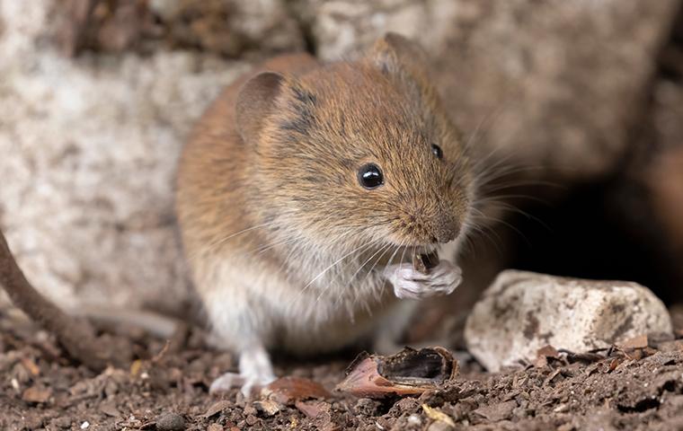 a vole outside a home