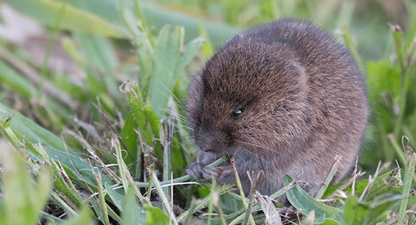 vole up close