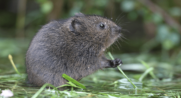 vole near massachusetts home