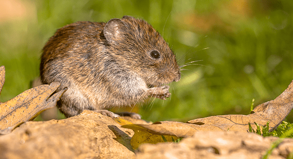 vole up close