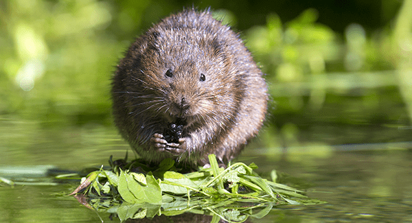 vole near a rhode island home