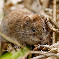 vole up close in massachusetts