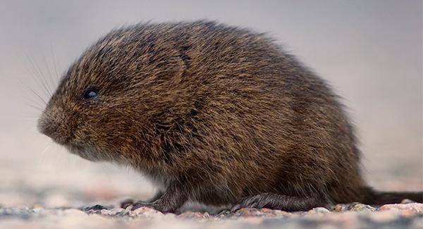 vole outside home