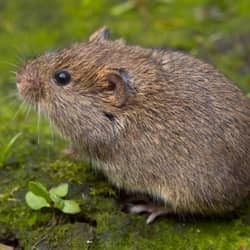 vole up close