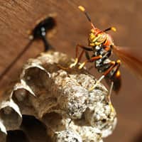 wasp building nest