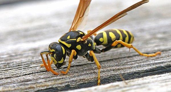 wasp landing on a picnic table